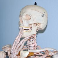 Modell im Fach Biologie