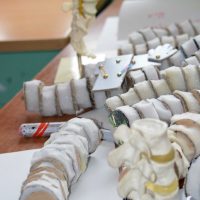 Biologie: Unsere Wirbelsäule