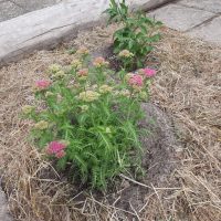 Nahaufnahme neues Beet