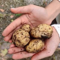 Umwelt-AG Kartoffelernte Umwelt-AG Kartoffelernte