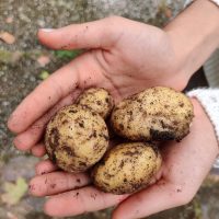 Umwelt-AG Kartoffelernte Umwelt-AG Kartoffelernte